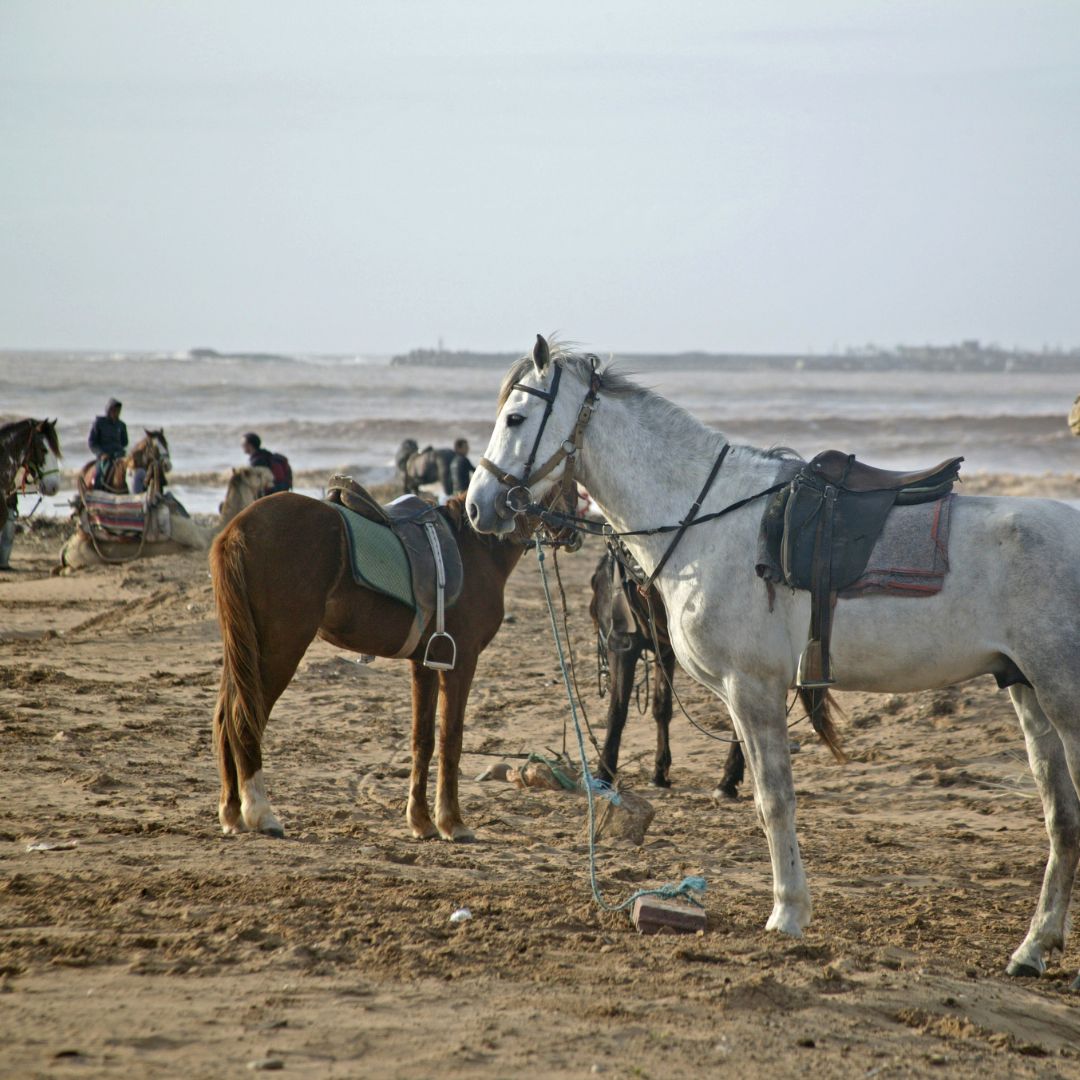 Horseback Riding In Essaouira